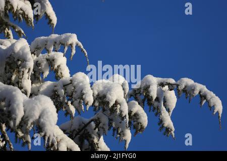 En hiver, les branches d'un pruche ont été recouvertes de neige Banque D'Images