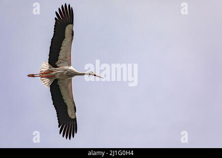 Une grande cigogne blanche caractéristique en vol isolée contre le ciel Banque D'Images