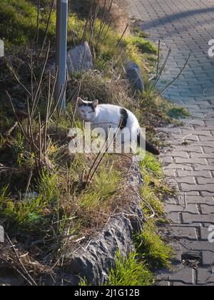 un chat assis sur le côté d'une clôture Banque D'Images