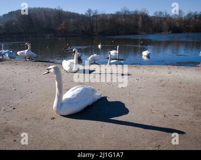 un cygne debout sur une plage près d'un plan d'eau 2 Banque D'Images