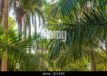 Palmiers au jardin botanique d'Assouan, sur l'île de Kitchener (île El Nabatat), sur le Nil Banque D'Images