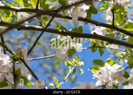 Une abeille recueille le pollen dans les fleurs d'un vieux cerisier aigre Banque D'Images