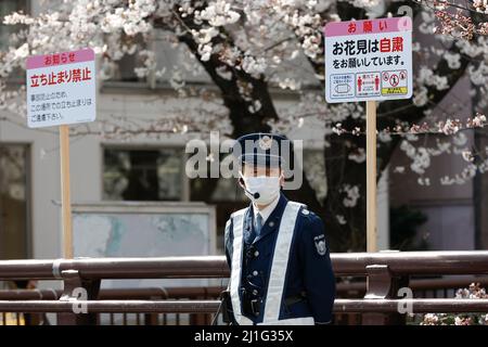 Tokyo, Japon. 25th mars 2022. Des panneaux d'avertissement pour s'abstenir des fêtes Hanami pendant la saison des cerisiers en fleurs sont affichés le long de la rivière Meguro à Nakameguro. Le Gouvernement métropolitain de Tokyo a annoncé des restrictions pour les personnes qui désillent des tapis de pique-nique sous des sakura pour les fêtes Hanami (observation des fleurs) dans certains parcs de la ville pendant la saison des cerisiers en fleurs afin d'empêcher la propagation de nouveaux cas de coronavirus dans la capitale. Crédit : ZUMA Press, Inc./Alay Live News Banque D'Images