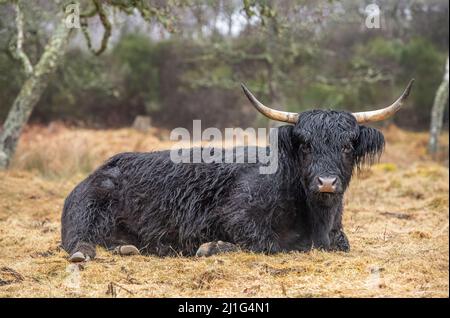 Vache des Highlands noirs dans un champ, gros plan en Écosse Banque D'Images