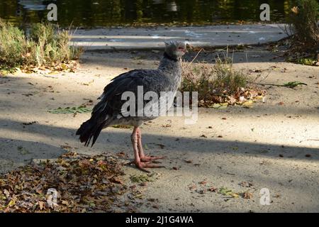 (Chauna torquata kamichi sud), également connu sous le nom de crested screamer. Banque D'Images