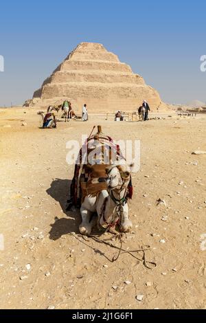 La Pyramide de pas de Djoser à Saqqara, avec des chameaux Banque D'Images