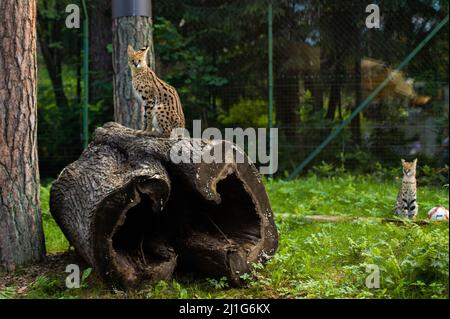 Serval se trouve sur un arbre abattu dans le zoo Banque D'Images