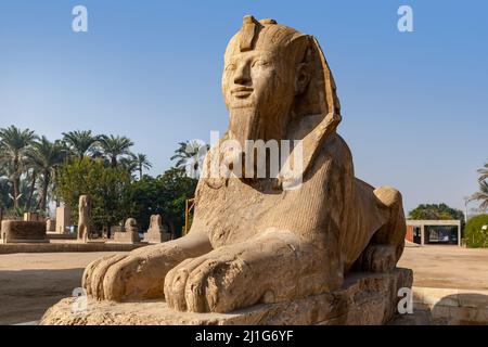 Alabaster sphinx de Memphis, Égypte Banque D'Images