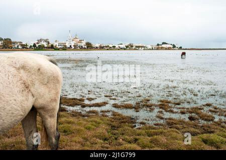Chevaux libres dans les marais du village d'El Rocío à Huelva. Banque D'Images