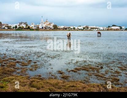 Chevaux libres dans les marais du village d'El Rocío à Huelva. Banque D'Images