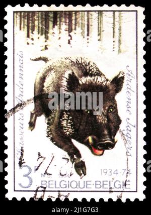 MOSCOU, RUSSIE - 10 MARS 2022 : le timbre-poste imprimé en Belgique montre le sanglier (sus scrofa), vers 1974 Banque D'Images