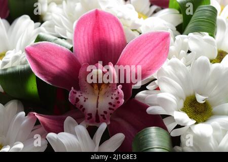 Foyer sélectif de beau bouquet de fleurs d'orchidées de chrysanthème de couleur rose. Concept floral. Joli bouquet frais. Groupe de violet vanda Banque D'Images