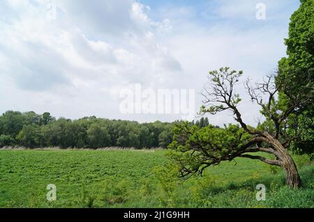 Parc à Uzhgorod avec de beaux chemins d'arbres verts et d'herbe le jour du printemps Banque D'Images