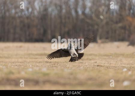 Crow à capuchon (Corvus cornix) adulte volant, sur le point d'atterrir sur les prairies, Hortobagy, Hongrie, janvier Banque D'Images