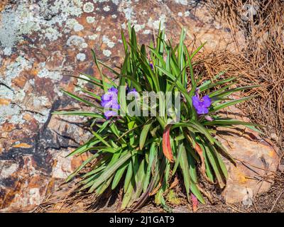 Gros plan de Tradescantia ohiensis Blossom en Arkansas Banque D'Images