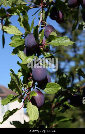 Prunes de Victoria poussant sur l'arbre dans Garden Surrey Angleterre Banque D'Images