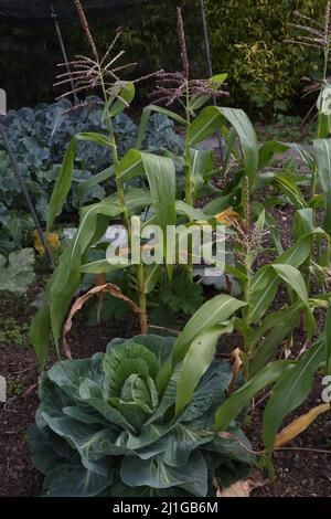 Maïs sucré et chou lévrier poussant dans Vegetable Plot Surrey, Angleterre Banque D'Images