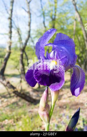 Détail de fleur d'iris violet en fleur, connu sous le nom d'iris barbu, Iris Germanica Banque D'Images