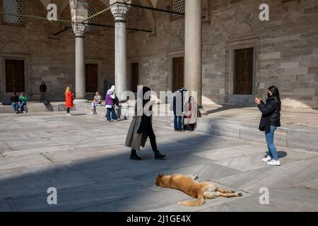 Istanbul, Turquie. 25th mars 2022. 25 mars 2022: Vues des touristes et des populations locales de la cour de la mosquée Suleymaniye après le vendredi priez situé sur la troisième colline d'Istanbul, Turquie le 25 mars 2022. La mosquée Suleymaniye est une mosquée impériale ottomane commandée par Suleiman le magnifique et conçue par l'architecte impérial Mimar Sinan. Crédit : ZUMA Press, Inc./Alay Live News Banque D'Images