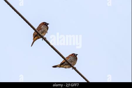 Une paire de Scadally Munia reposant sur le fil Banque D'Images