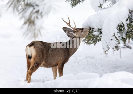 Un Buck de cerf de Mule mangeant d'un arbre dans une forêt avec de la neige d'hiver dans le parc national du Grand Canyon, Arizona Banque D'Images