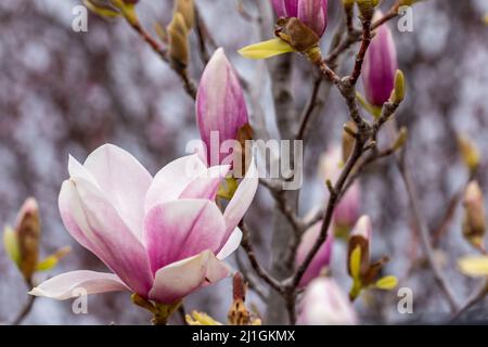 Fleurs roses et bourgeons de magnolia chinois (Magnolia soulangeana) recouverts de gouttes de pluie Banque D'Images