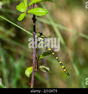 Libellule de tigre (Cordulegaster boltonii) perchée sur une plante dans le champ Banque D'Images