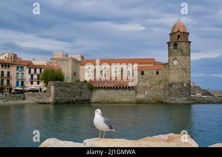 Mouette en face de l'église de Collioure Banque D'Images