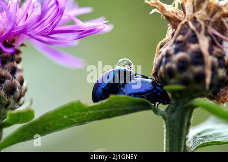 Gros plan de deux coléoptères qui se trouvent sur une feuille. Fleur de chardon rose en fleur le matin de l'été. Plantes médicales. Banque D'Images