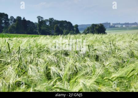 Blé vert et ciel bleu avec nuages Banque D'Images