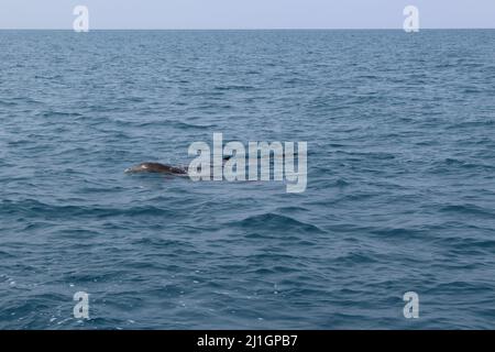 Une gousse de dauphin à gros nez de l'Atlantique (Tursiops truncatus) près d'Abalone Caye, réserve marine de Port Honduras, Belize en eau bleue Banque D'Images