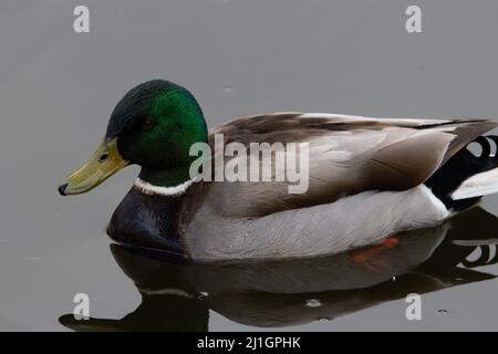 Un seul canard colvert mâle (Anas platyrhynchos) avec des pattes jaunes reflétées dans l'eau encore grise Banque D'Images
