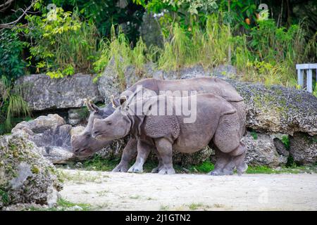 Un rhinocéros indien (rhinocéros unicornis) avec sa mère au zoo de Hellabronn à Munich, en Allemagne Banque D'Images