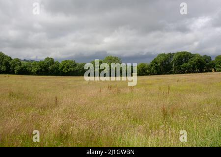 Campagne typique du Devon avec des champs verts pour le foin et un ciel bleu nuageux et des arbres en arrière-plan Banque D'Images