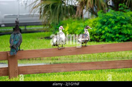 Un cliché sélectif de canards de muscovy avec paon sur une clôture en bois Banque D'Images