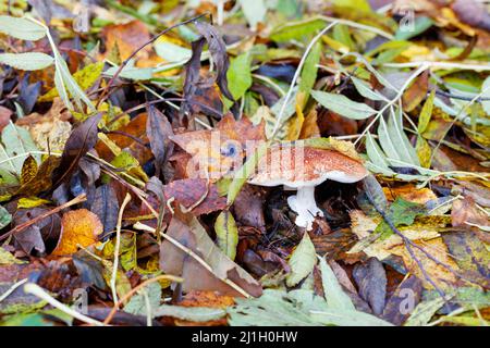 Le champignon Russula, qui a grandi dans une forêt d'automne décidue sur le sol humide des feuilles mortes. Banque D'Images