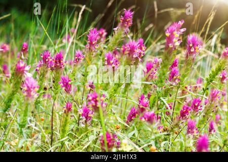 Belle vue sur les fleurs rouges alpines illuminées par la lumière du soleil. Scène pittoresque et magnifique. Effet de filtre doux. Image artistique. Le monde de la beauté. Banque D'Images