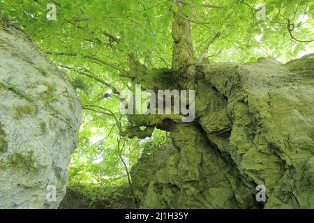 Monument naturel à Kripp- et Hielöcher dans la vallée de la Berka, Frau-Holle-Land, Hesse, Allemagne Banque D'Images