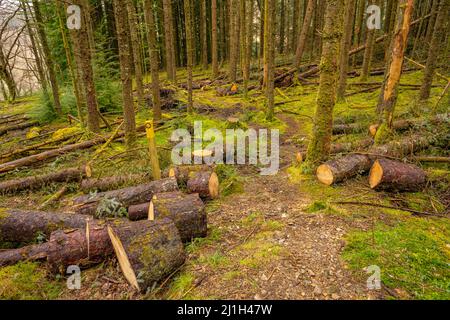 Arbres tombés sur le sentier de la réserve naturelle de Coed Cymerau qui est une SSSI pour son environnement de forêt pluviale tempérée Banque D'Images