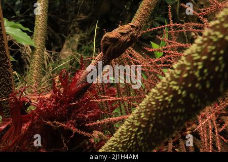 Fleur tropicale de Gunnera insignis membre de la classe des dicots Magnoliopsida. Usine du Costa rica Banque D'Images