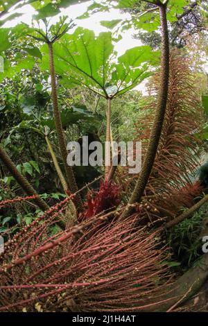 Fleur tropicale de Gunnera insignis membre de la classe des dicots Magnoliopsida. Usine de Costarica Banque D'Images