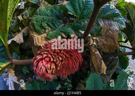 Fleur tropicale de Gunnera insignis membre de la classe des dicots Magnoliopsida. Usine du Costa rica Banque D'Images