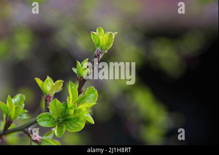 Nouveaux bourgeons / croissance sur branche d'arbre Banque D'Images