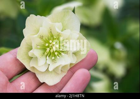 Plante/fleur d'hellébore blanc/crème (helléborus) Banque D'Images