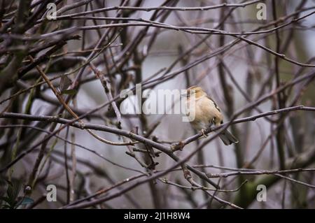 Chaffin femelle (Fringilla coelebs) perchée dans des branches d'pommiers Banque D'Images