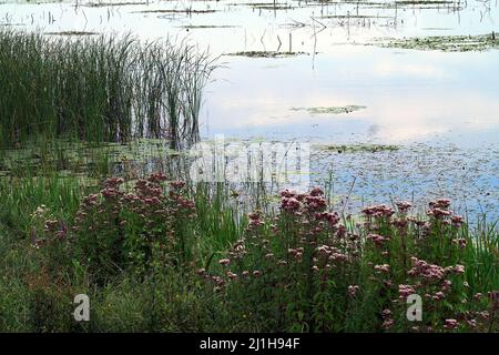 Wytyczno, Polésie Polésia Polésien, Poléski Park Narodowy, Polska, Polen, Pologne, Jezioro Wytyckie; plantes aquatiques à la surface du lac, 水葱属 Voir Banque D'Images