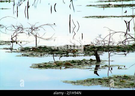 Wytyczno, Polésie, Polésie, Polésien, Parc Poléski Narodowy, Polska, Polen, Pologne, Jezioro Wytyckie; plantes aquatiques à la surface du lac, voir Banque D'Images