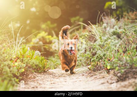 Joyeux chien Dachshund enjoué à long poil en plein air. Petit chien brun dans la nature Banque D'Images