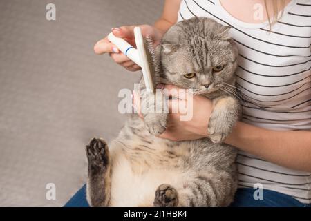 Femme peignant la fourrure de chat Banque D'Images