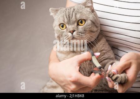 mains ciseaux griffes chat, médecin cisaillant les griffes de chat, gros plan Banque D'Images